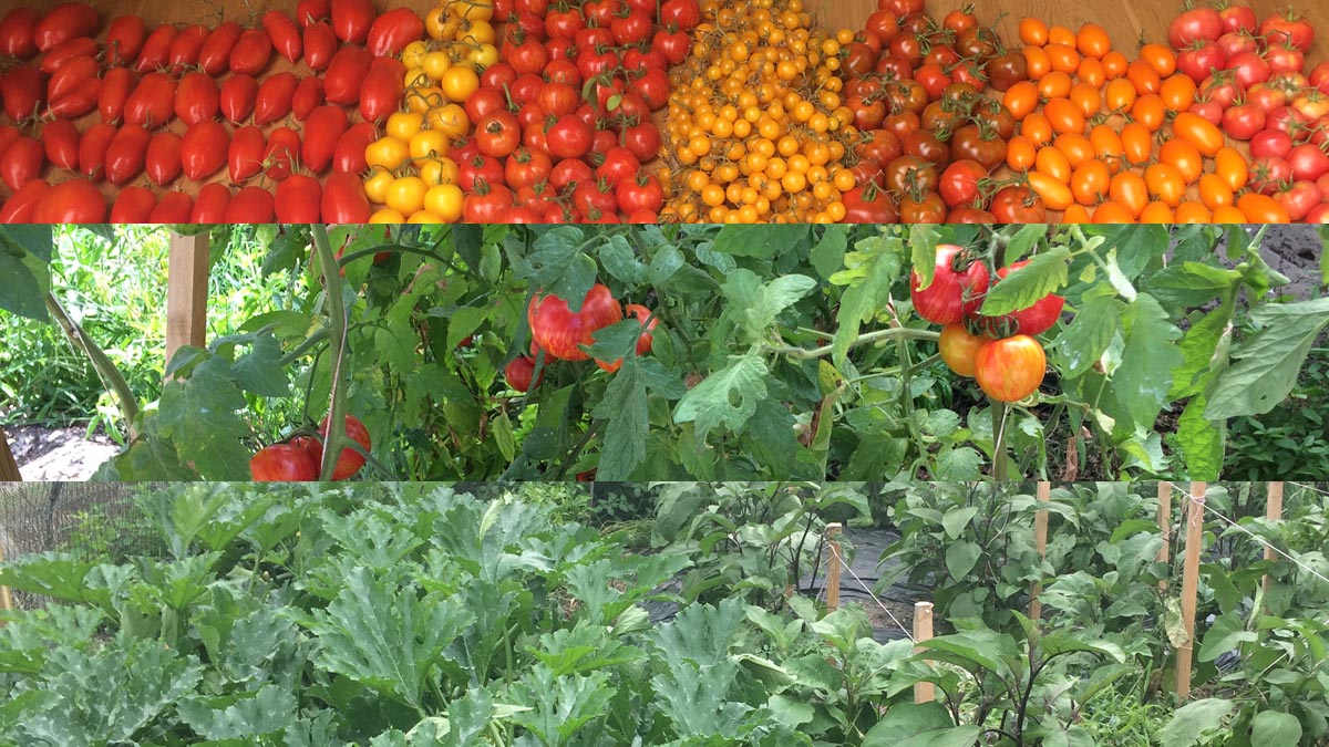 un magnifique panier de légumes bio du jardin